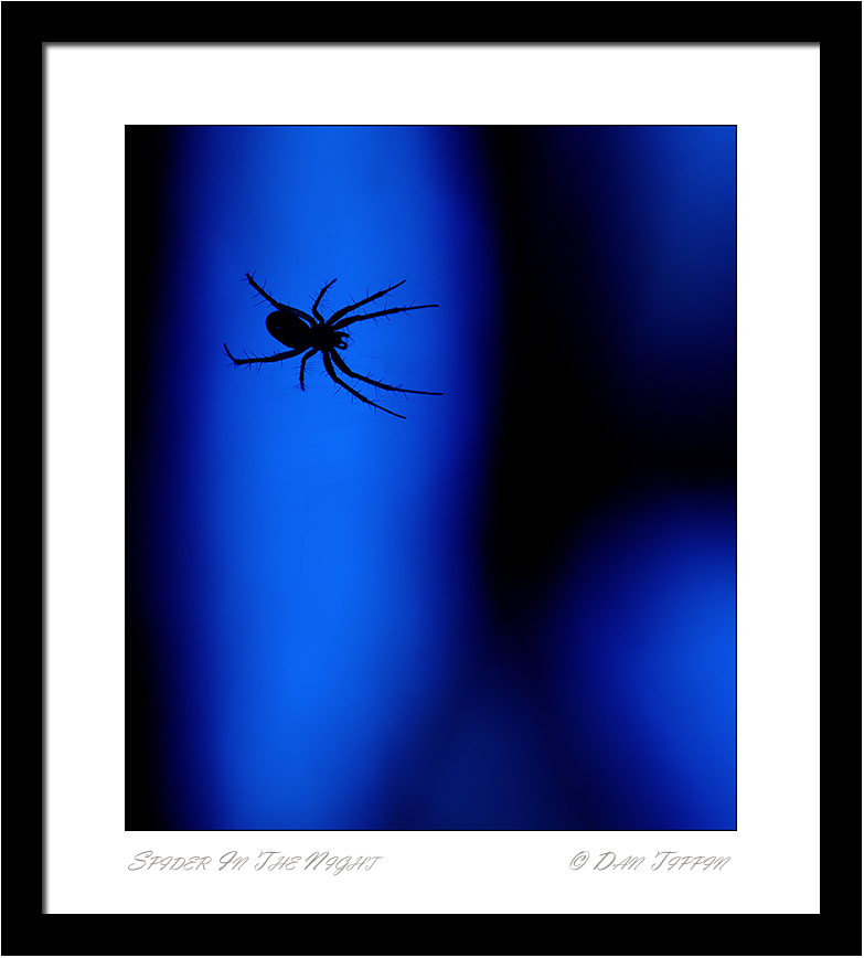 [Spider+In+Web+Blue+-+Blog+-+Calton+Swamp+-+20070817+-+DSC_5776.jpg]