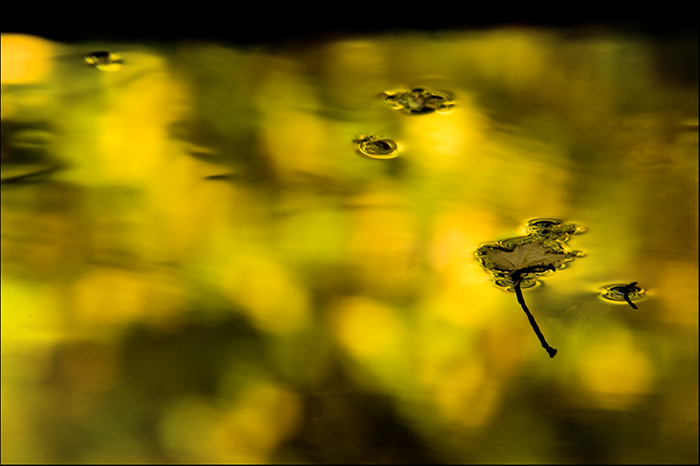 [Leaf+On+Liquid+Gold+-+BLOG+-+Fish+Hatchery+-+DSC_9997.jpg]