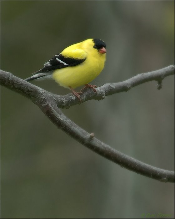 [Yellow+Bird+-+Blog+-+1024+-++Waterworks+Park+-+20080511+-+DSC_4077.jpg]