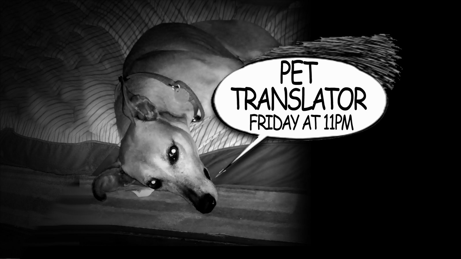 [Pet+Translator+Tease.jpg]