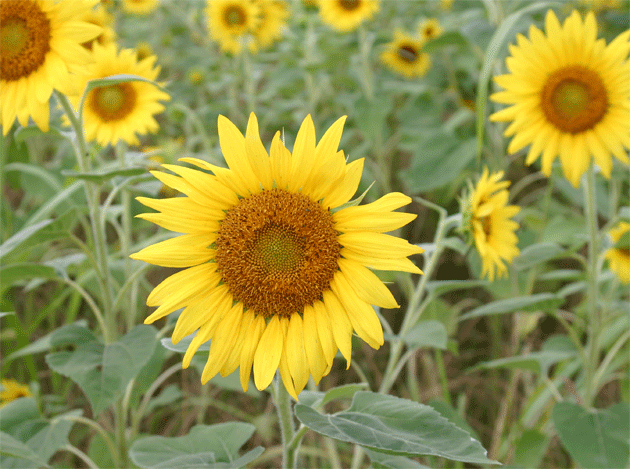 [Bales-sunflowers.gif]