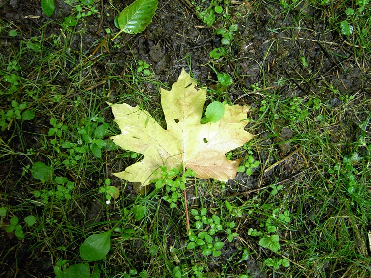 [Pale+leaf.JPG]