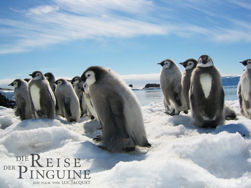 [penguins-796397.jpg]