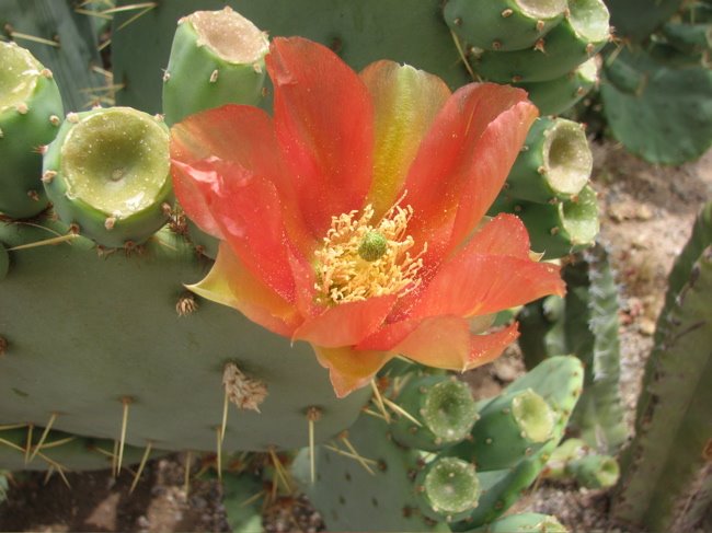 [cactus_flower1.jpg]