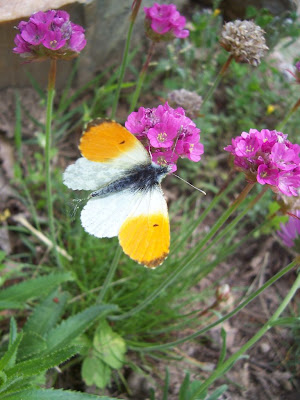 Papillon aurore mâle