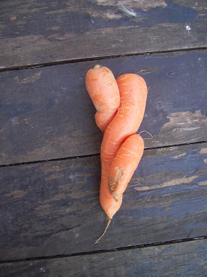 Curiosité : carottes amoureuses ?