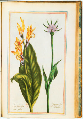Gravure ancienne couleur de fleurs de Canna et de Salsifis (Tragopogon)