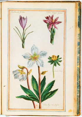 Gravure ancienne couleur de fleurs de Colchique, Aconit, Crocus et Ellébore