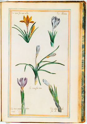Gravure ancienne couleur de fleurs de Crocus