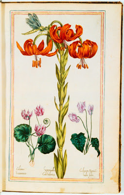 Gravure ancienne couleur de fleurs de Cyclamens et Hémérocalle