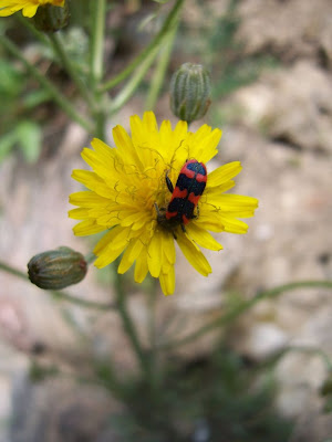 Insecte - Clairon (Trichodes apiarius) 
