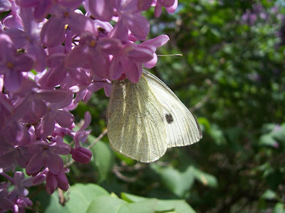 Papillon - Piéride du chou sur fleurs de lilas