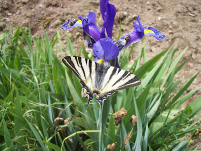 Papillon Flambé (Iphiclides podalirius)