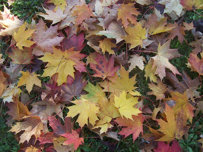 Superbe tapis de feuilles d'érables en automne