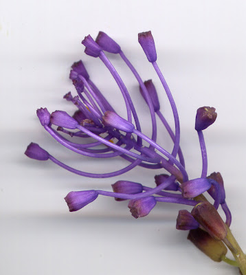 Fleur de Muscari à toupet