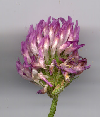Fleur de trèfle