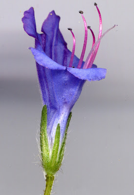 Fleur de Vipérine commune