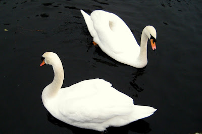 Two Swans a Swimming --- Click to enlarge