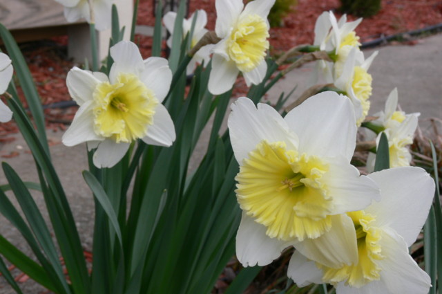 [daffodils081.JPG]