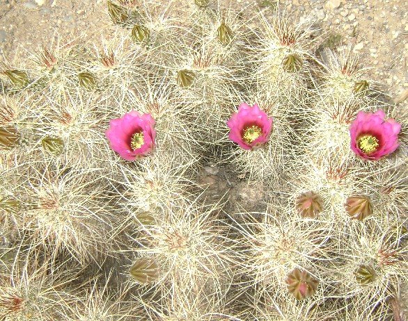 [desertcactus.jpg]