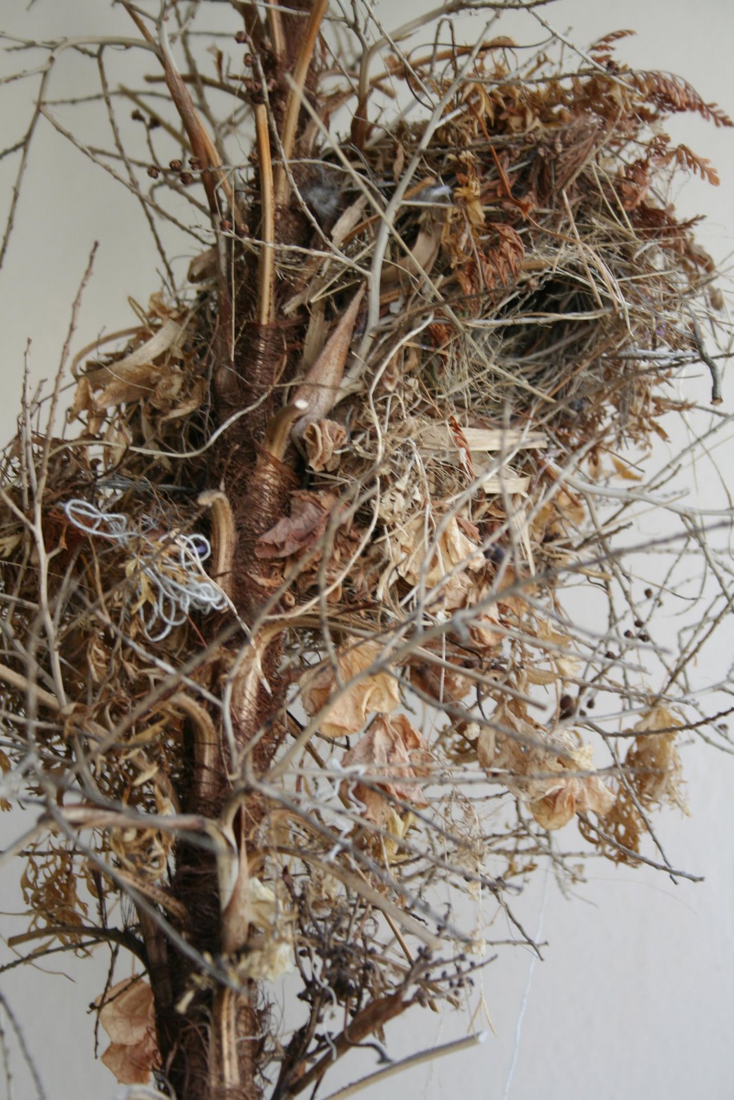 [Nest+of+the+Bird.jpg]