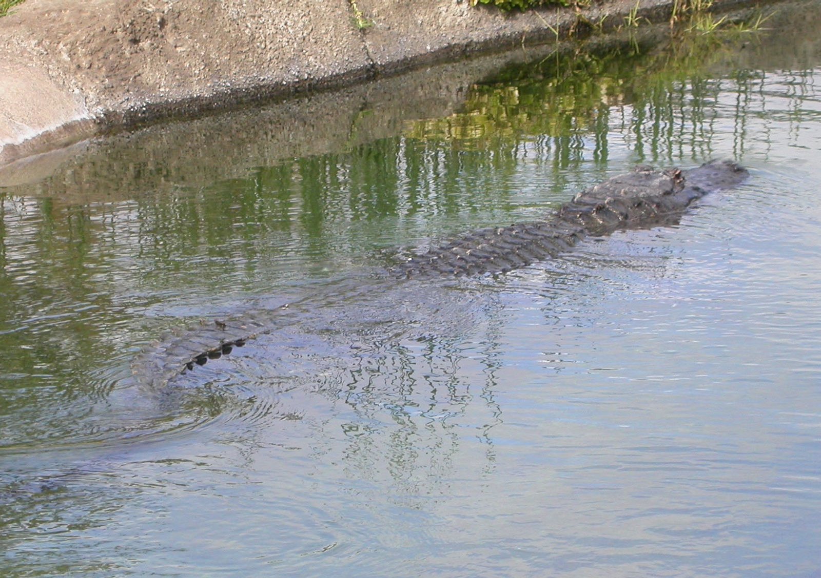 [Oakland+Zoo+Alligator+-+swimming.jpg]