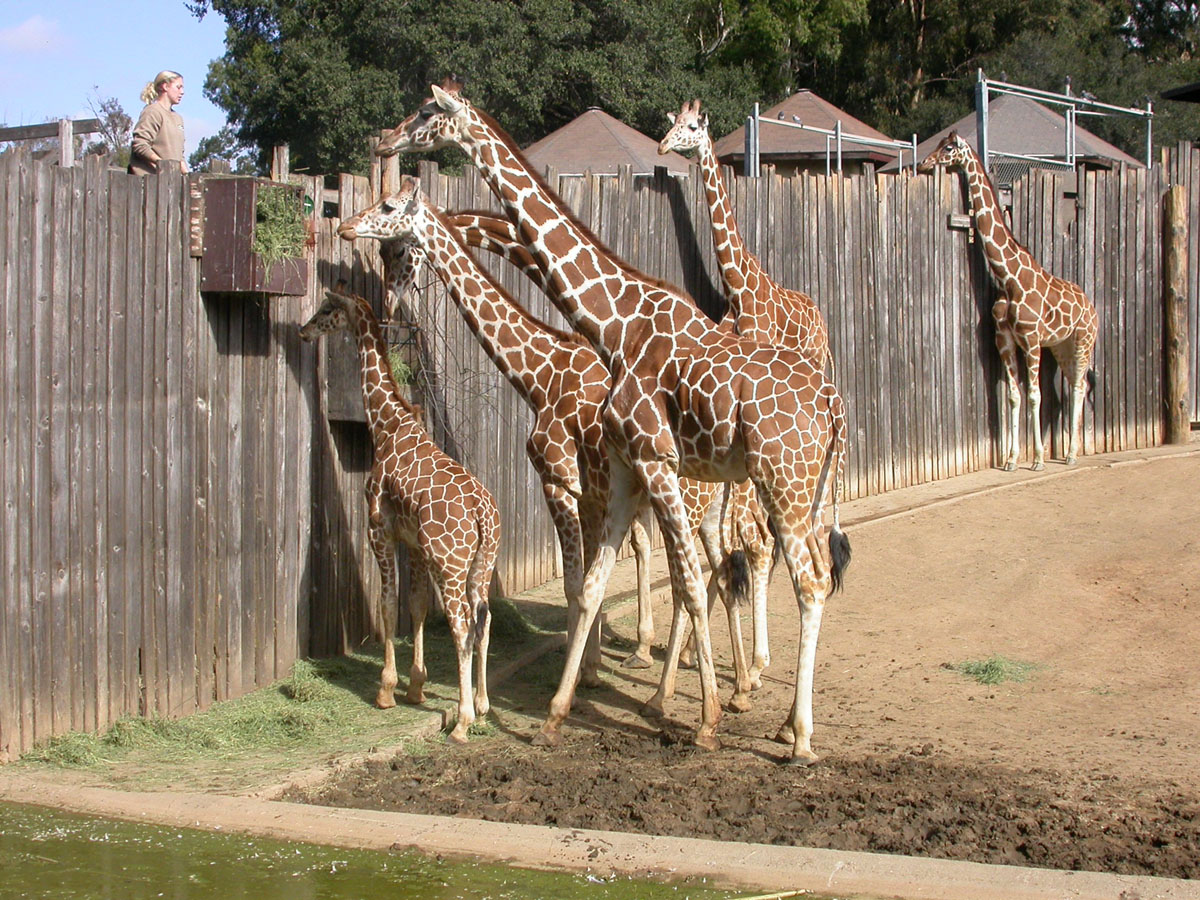 [Oakland+Zoo+Giraffes+-+come+and+get+it.jpg]