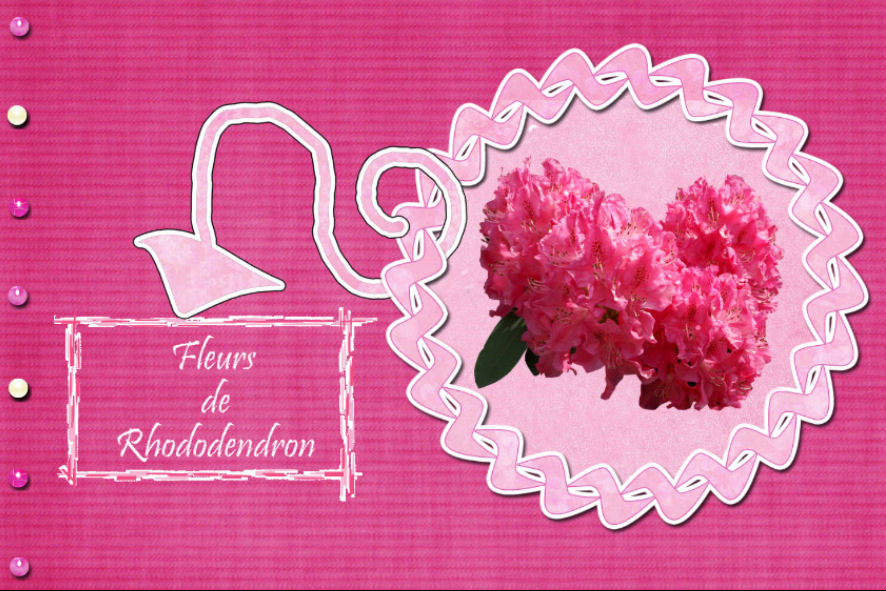 [18+rhododendron.jpg]
