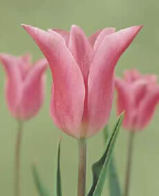 [Pink+Lily+flowered.jpg]