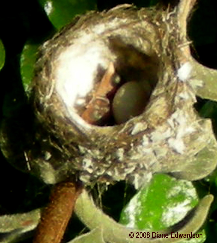 [Hummingbird+baby+2008-04-02_4+copy.jpg]