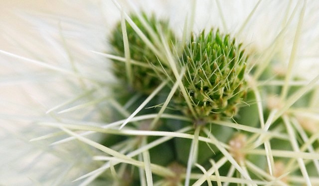 [detail+Spines+of+a+Jumping+Cholla.jpg]