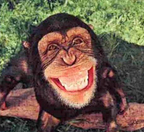 [happy-monkey.jpg]