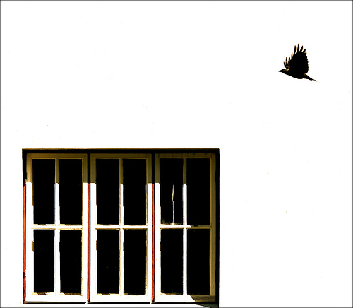 [little+bird+window.jpg]