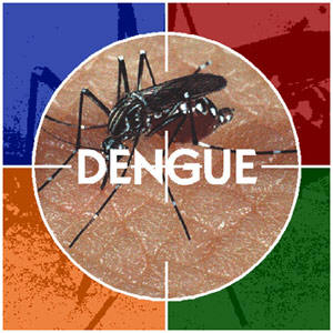 [dengue3.jpg]