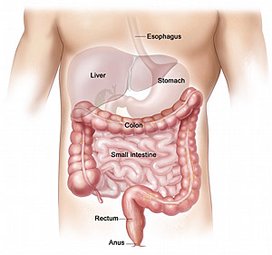 [lower-digestive-system.jpg]