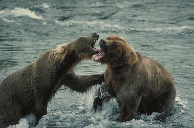 [Grizzly-Bear-1231.jpg]