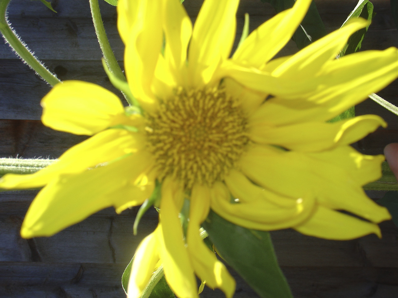 [Blowing+sunflower.jpg]
