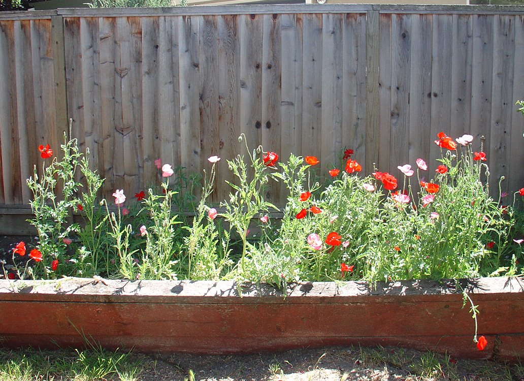 [Poppies+against+the+fence.jpg]