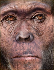 Homo rudolfensis deep in thought