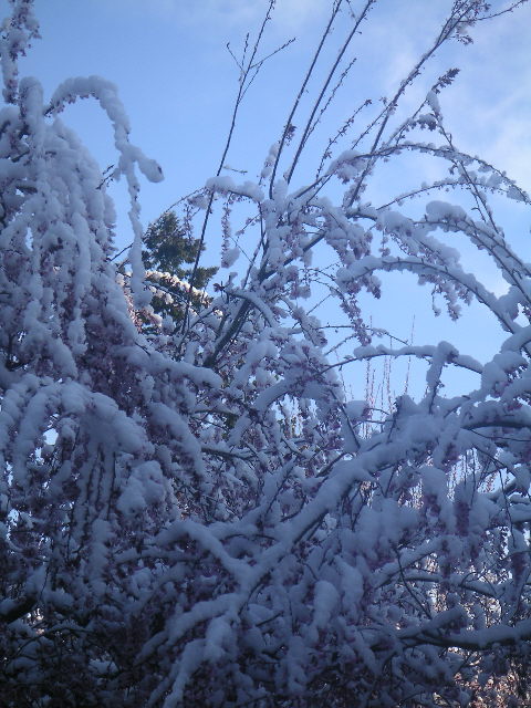 [Spring+snow+blossom3.jpg]