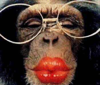 [macaco-beijo.jpg]