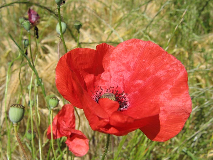 [coquelicot-ouvert.jpg]