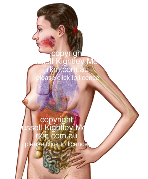 [Anatomical-Woman.jpg]