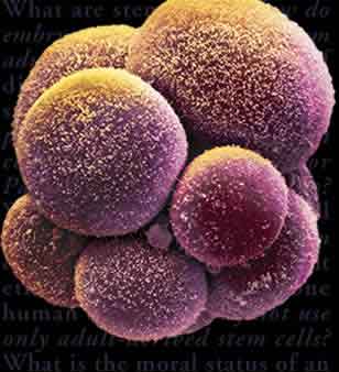 [stem-cells-43292.jpg]