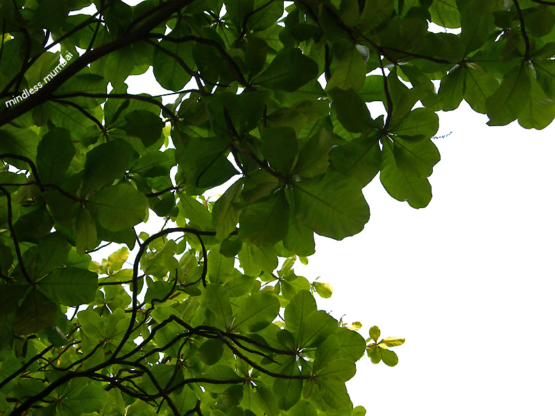 green leaves and greenery in irla mumbai