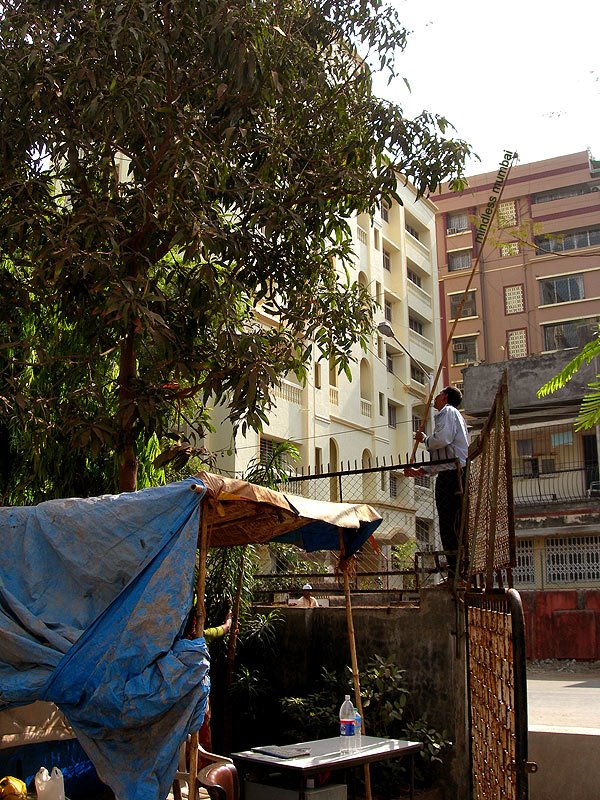 plucking mangoes from a tree in mumbai by kunal bhatia