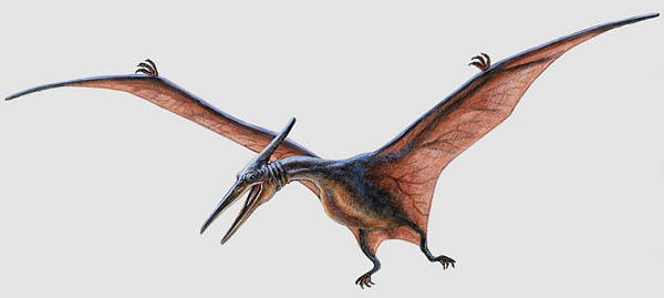 [pteranodon.jpg]