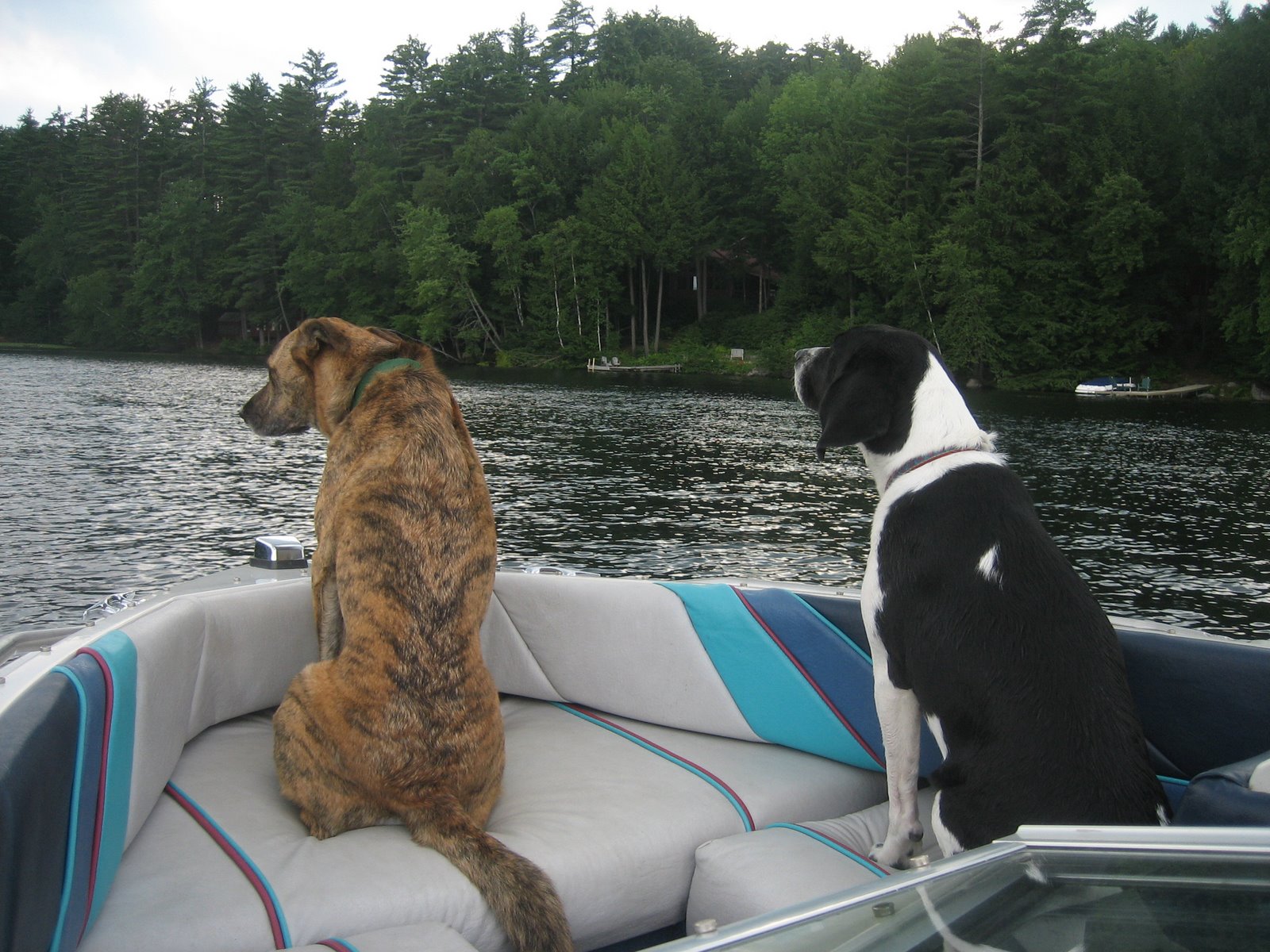 [Dogs+lake.jpg]