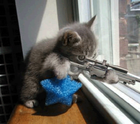 [Cat Sniper.gif]