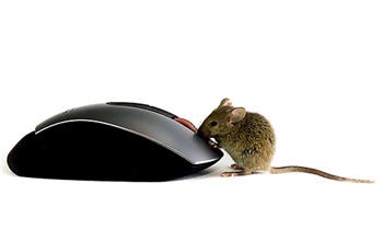 [mouse4.jpg]